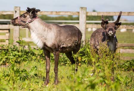 Fishers Mobile Farm reindeer